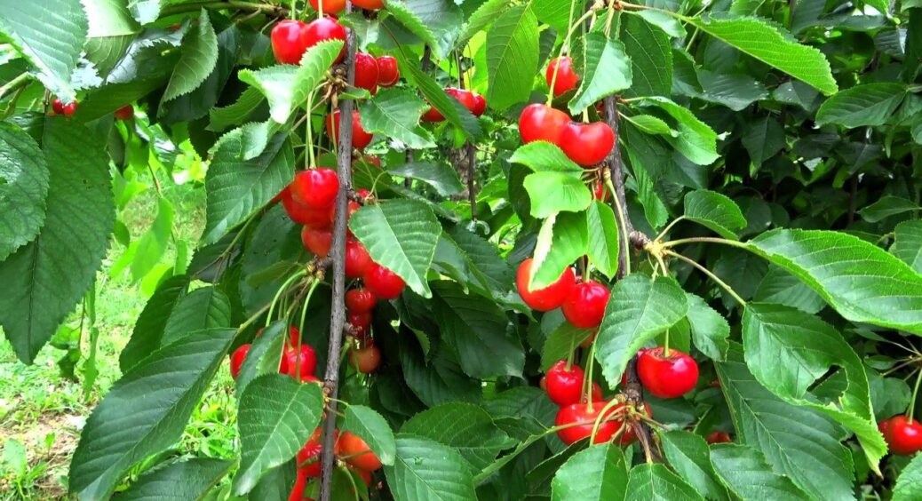 Кум-агроном підказав, чим підгодувати вишню та черешню навесні 2026-го року – урожай збільшиться у 3 рази 