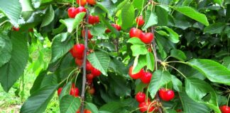 Агрономи розповіли, чим і коли підживлювати вишню та черешню для щедрого врожаю