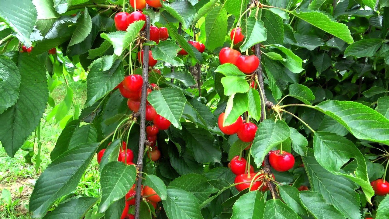 Агрономи розповіли, чим і коли підживлювати вишню та черешню для щедрого врожаю
