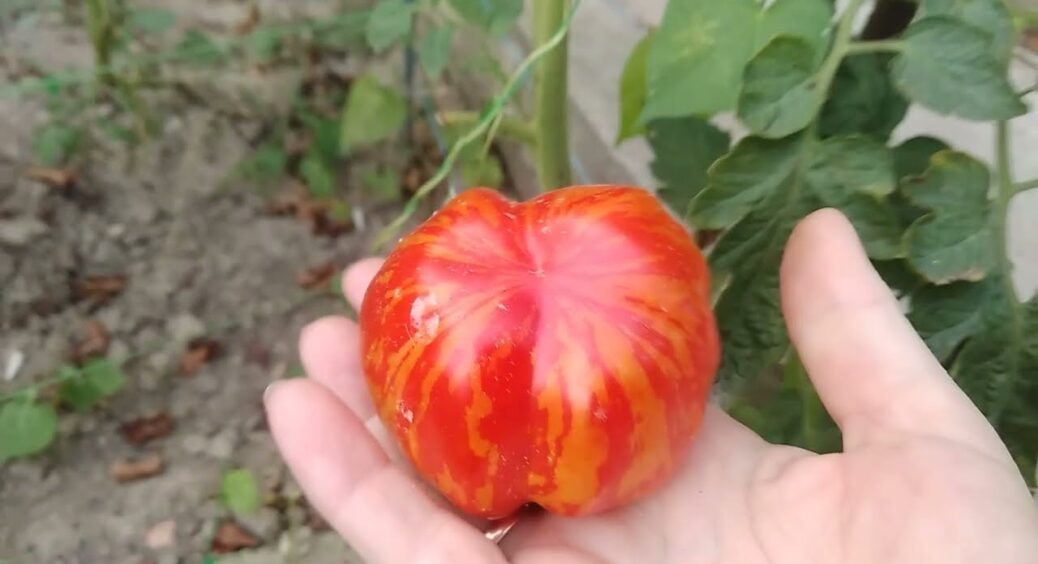 Обираю насіння томатів лише за 4 ознаками – і про всі проблеми з урожайністю забуваю: “дідівський” трюк 