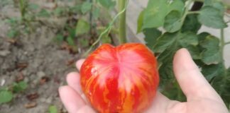 Досвідчені агрономи розповіли, як правильно обрати насіння томатів