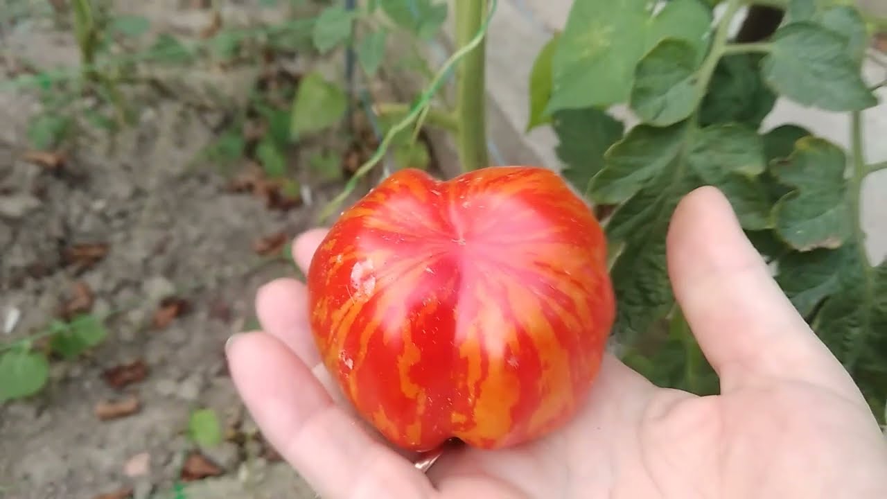 Досвідчені агрономи розповіли, як правильно обрати насіння томатів