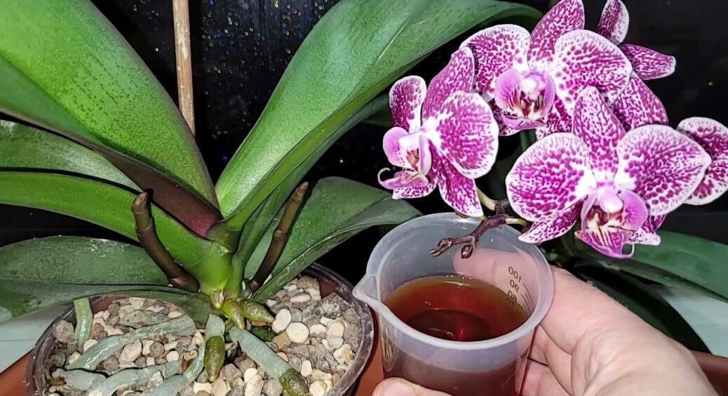 Поливаю орхідеї 1 напоєм – і вони радують пишним цвітінням значно довше, ніж після магазинних добрив 