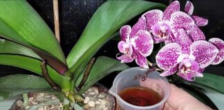 Квітникарі розповіли, як власноруч зробити натуральне підживлення для орхідей