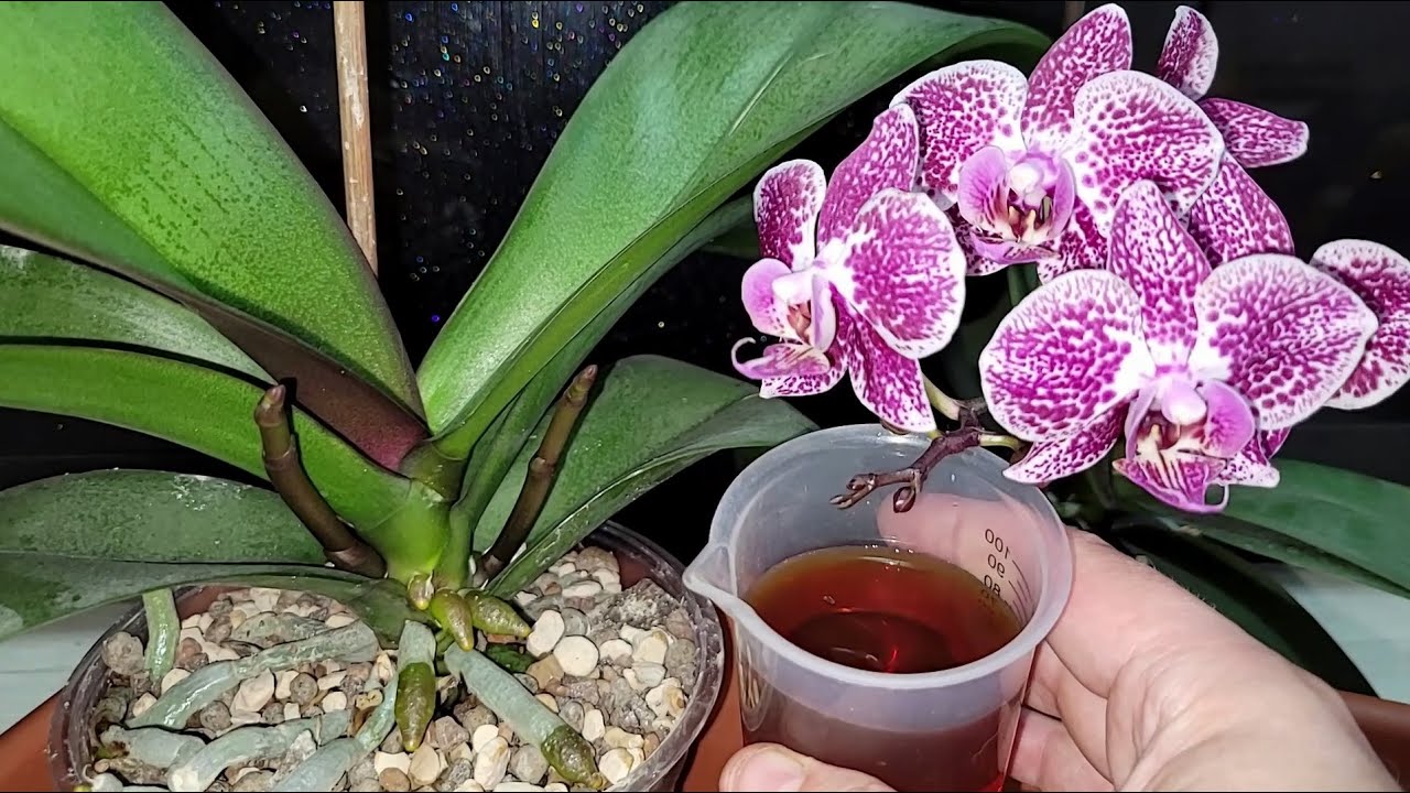 Квітникарі розповіли, як власноруч зробити натуральне підживлення для орхідей