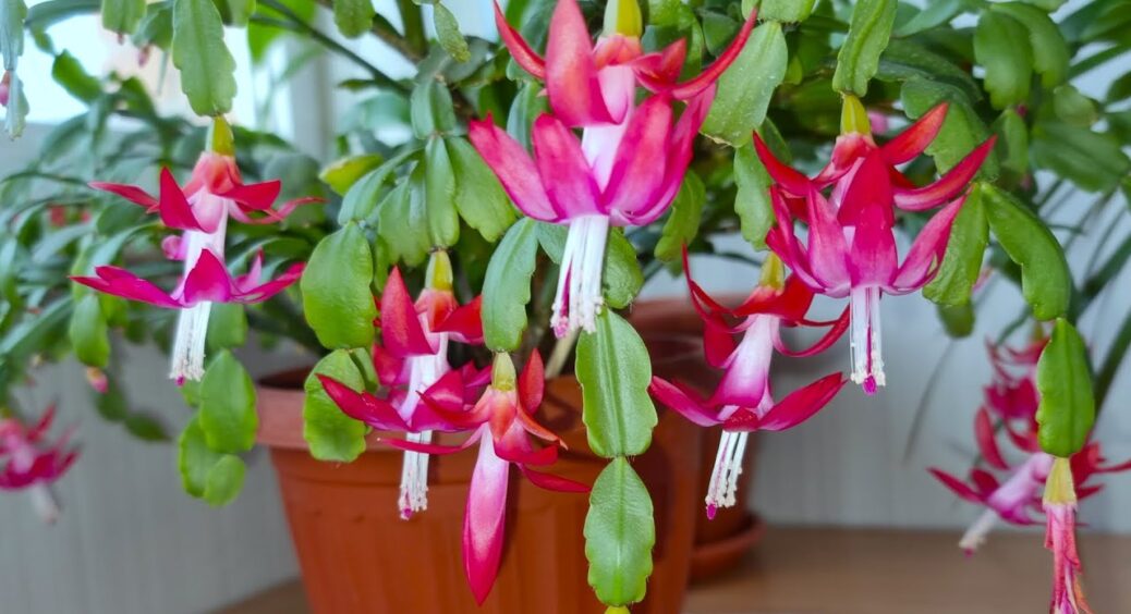 Обклала декабриста 1 “штучкою” – і він видав по 150 гігантських бутонів: навіть не знала, що він так може 