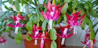 Квітникарі поділилися маленькою хитрістю, яка стимулює цвітіння декабриста