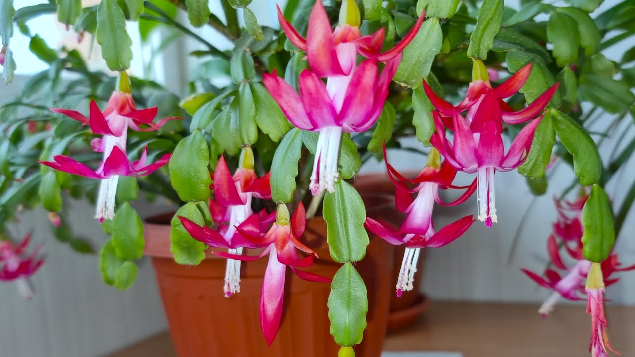 Квітникарі поділилися маленькою хитрістю, яка стимулює цвітіння декабриста