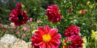 Досвідчені садівники розповіли, як можна легко зупинити ріст високих квітів