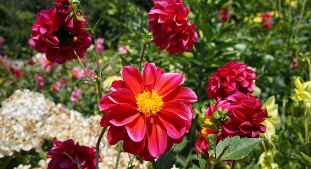 Кума-садівниця відкрила метод, як високі квіти зробити компактними – трюк без прищипування та підв’язування 