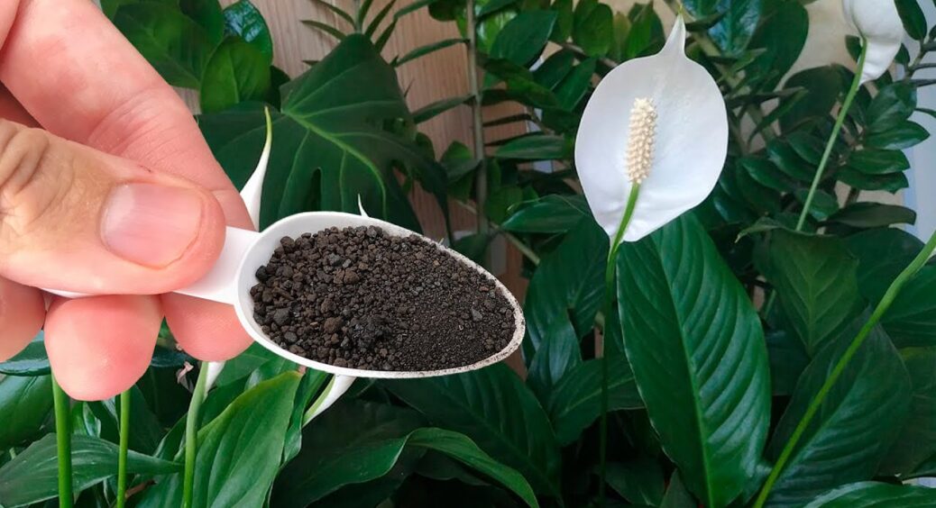 Залила водою 100 г – і спатифілум перестав боятися сухого повітря: взимку в 1000 разів важливіше за полив 