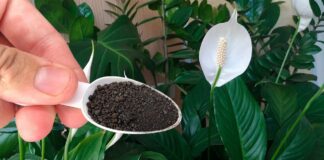 Квітникарі розповіли, як приготувати натуральне підживлення для спатифілума