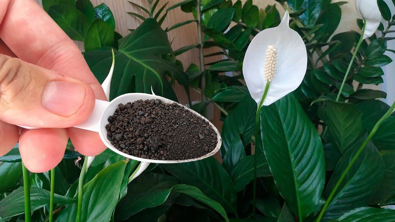 Квітникарі розповіли, як приготувати натуральне підживлення для спатифілума