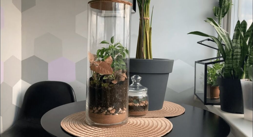 Дізналася лише у 40 років: як правильно вирощувати кімнатні квіти у скляних посудинах – поради квітникарів 