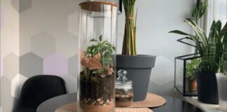 Квітникарі розповіли, які ємності чудово підходять для вирощування рослин вдома