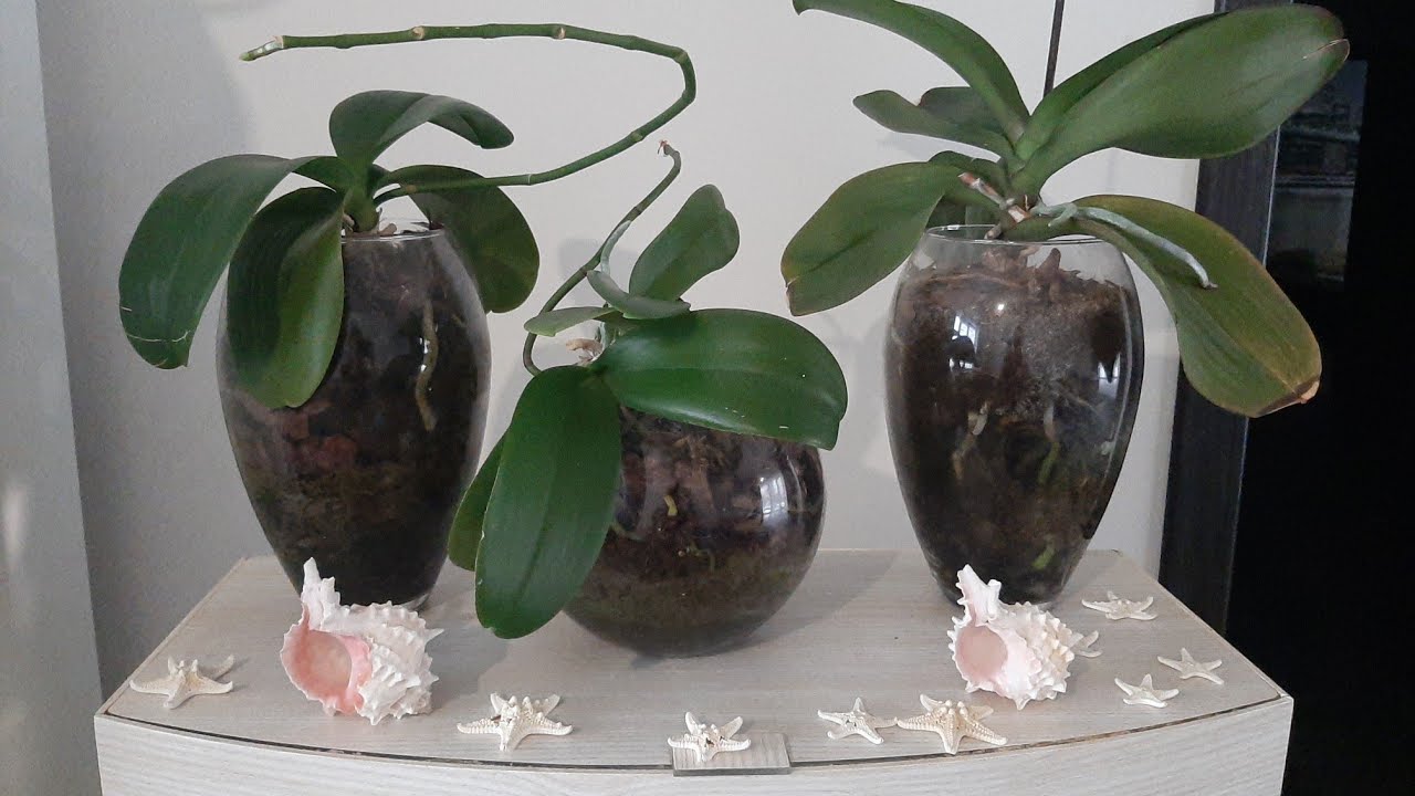 Квітникарі розповіли, які ємності чудово підходять для вирощування рослин вдома