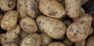 Городники назвали невдалий сорт картоплі у 2025 році 