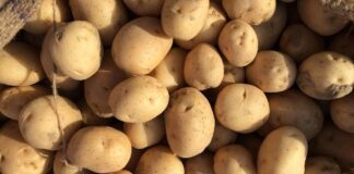 Досвідчені дачники розповіли, як легко уникнути проростання картоплі