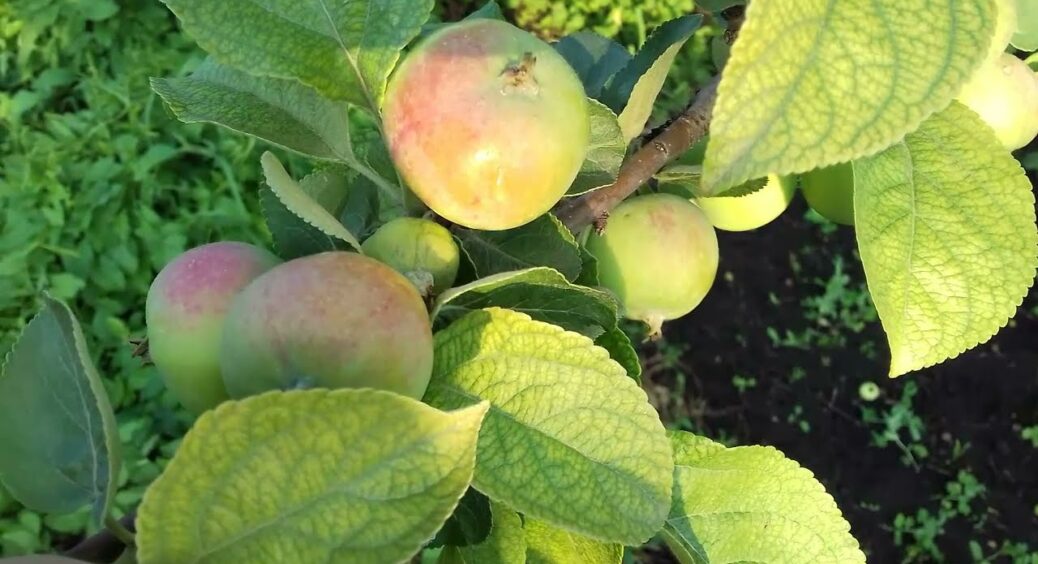 Яблуня скидає зав’язі? 4 основні причини і як із ними швидко впоратися врятуйте урожай у 2026-му році 