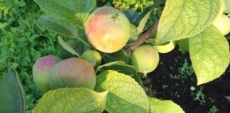 Садівники назвали 4 причини, чому яблуня скидає зав'язі, та як із ними боротися