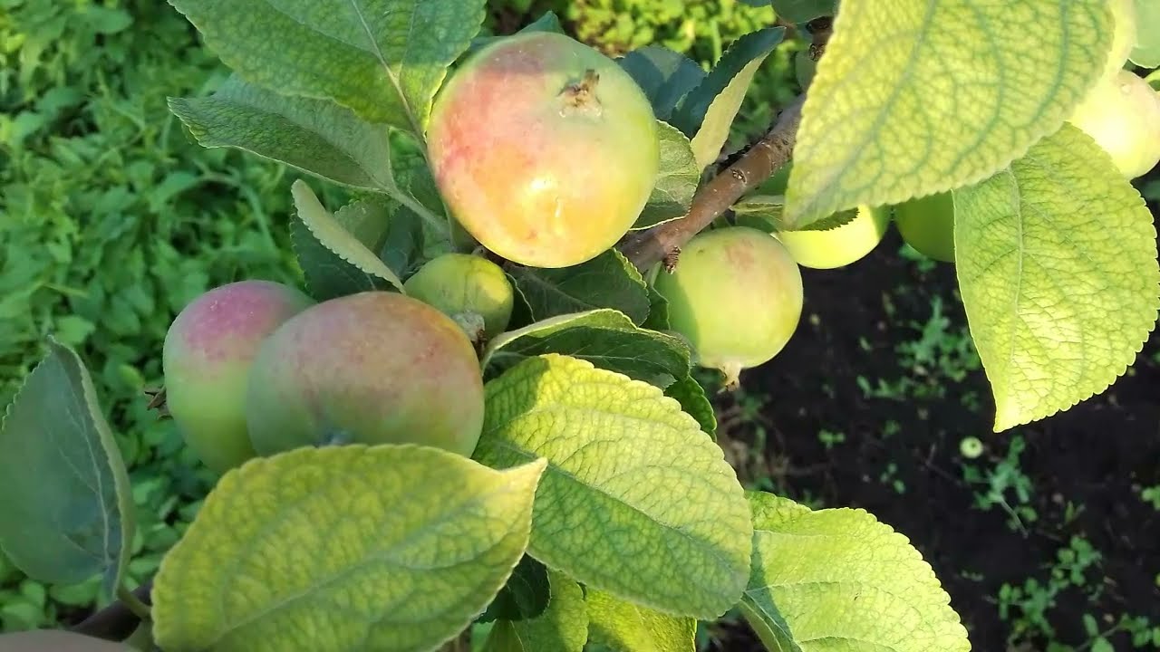 Садівники назвали 4 причини, чому яблуня скидає зав'язі, та як із ними боротися