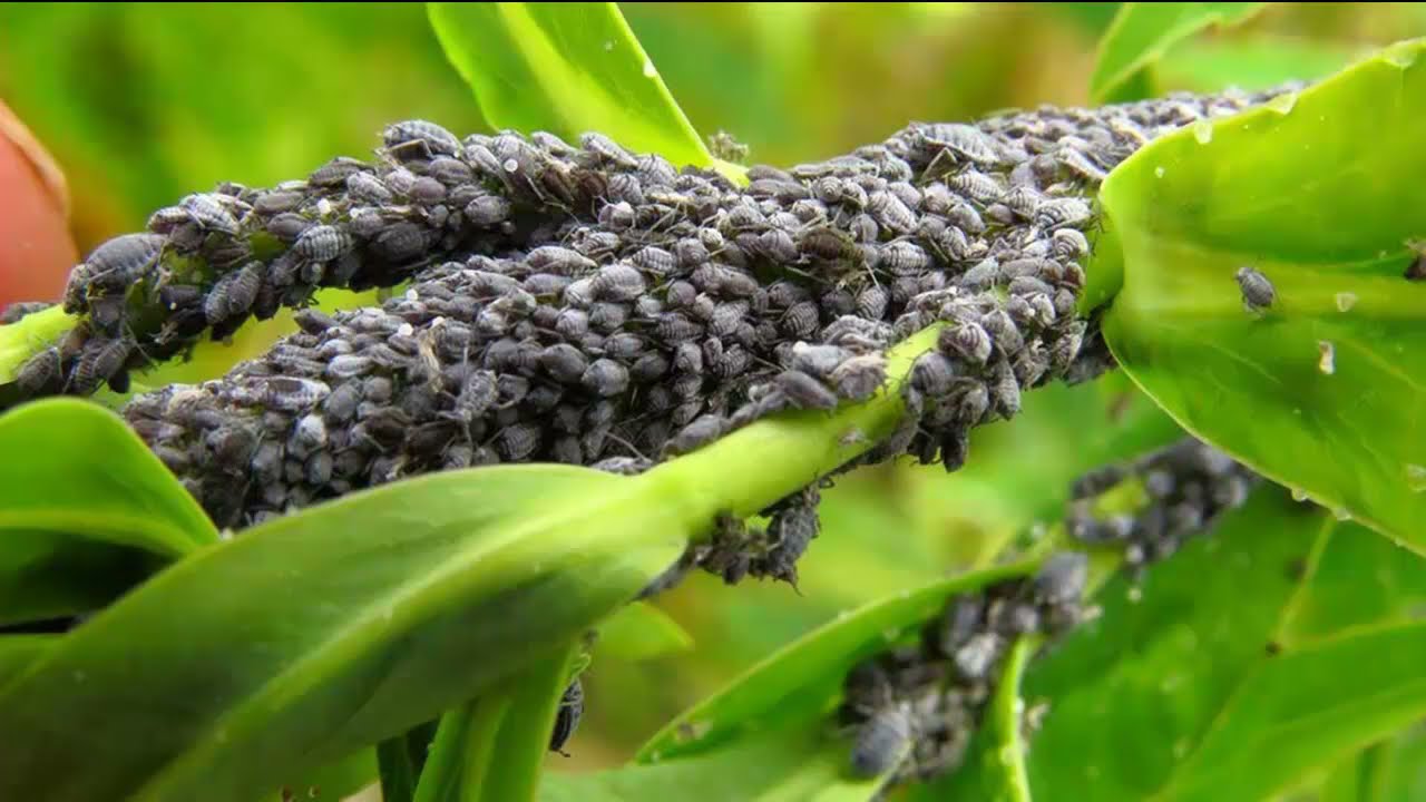 Садівники розповіли, як захистити город від попелиці та залучити корисних комах