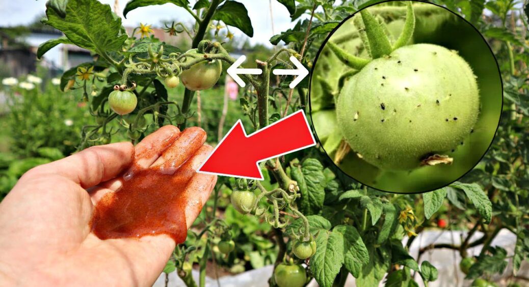 Простий порятунок від ненажерливої попелиці: дігтярне мило і сонечка – “дідівський” трюк, про який забули 