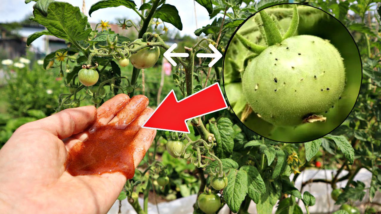 Садівники розповіли, як захистити город від попелиці та залучити корисних комах