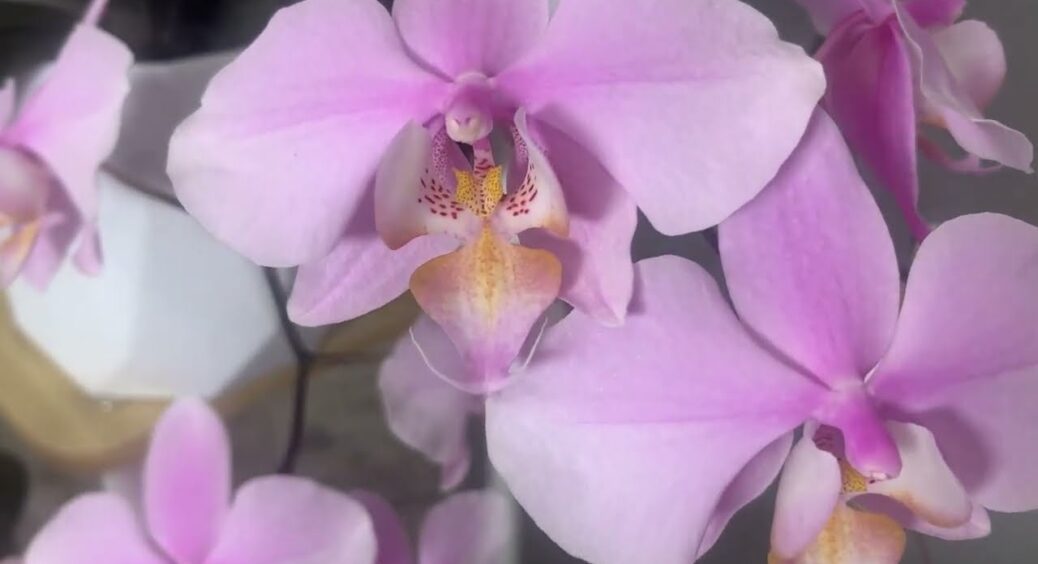 Негайно зробіть це зі своїми орхідеями вдома: навесні вони пустяться в ріст та потішать квітами 