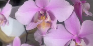 Садівники сказали, що треба зробити з орхідеями найближчим часом для цвітіння 