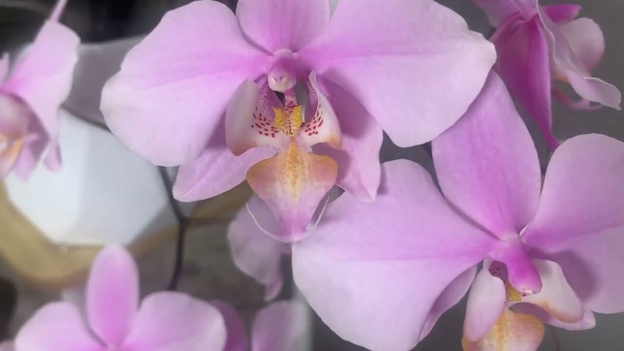 Квітникарі розповіли, як приготувати добриво, яке стимулює появу бутонів орхідеї