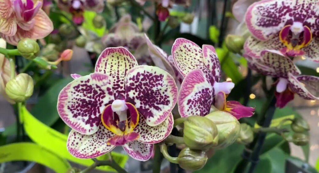 Орхідея сиділа лиса 2 роки, поки я не полила її цією водою: всього 1 таблетка сотворила диво – бачу бутони 