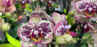 Квітникарі розповіли, як приготувати добриво, яке стимулює появу бутонів орхідеї
