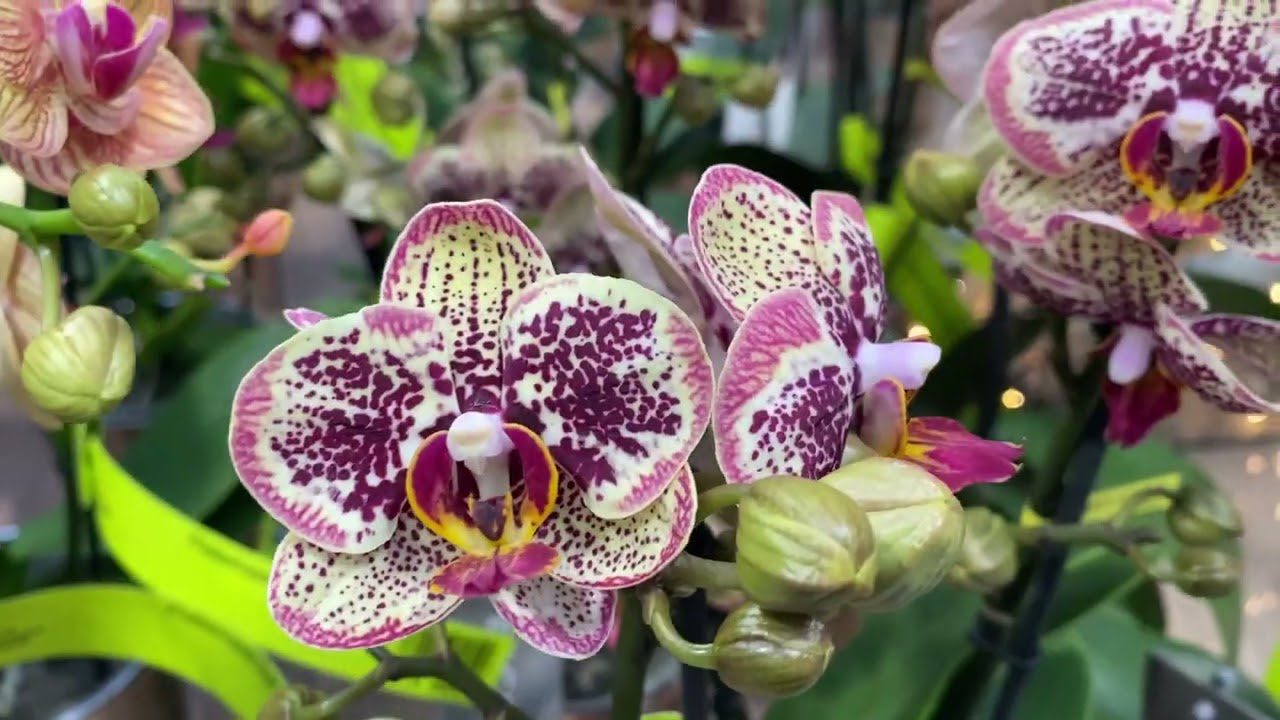 Квітникарі розповіли, як приготувати добриво, яке стимулює появу бутонів орхідеї