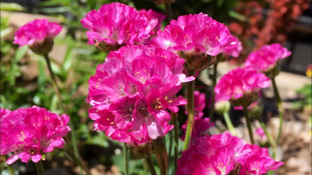 Садівники назвали багаторічник, який цвіте все літо і не боїться морозів