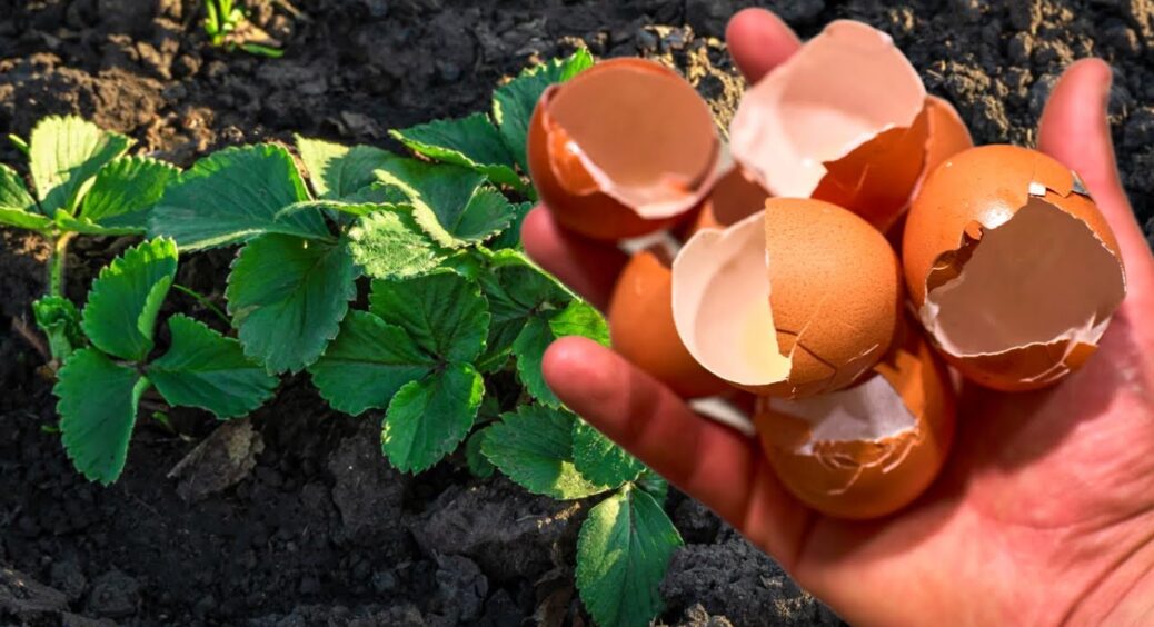 Найпопулярніше народне добриво виявилося небезпечним міфом: розбираємося, що не так із яєчною шкаралупою 