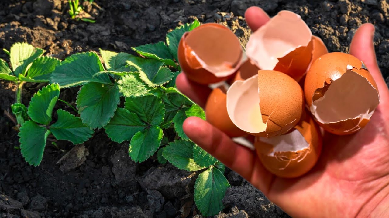 Агрономи назвали помилку у використанні яєчної шкаралупи, яка шкодить урожаю