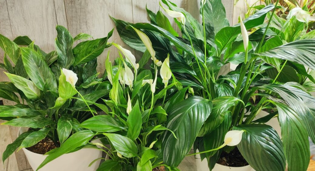 1 склянка – і спатифілум зацвіте вже наступного дня: цей домашній склад дієвіший за всі “новомодні” добрива 