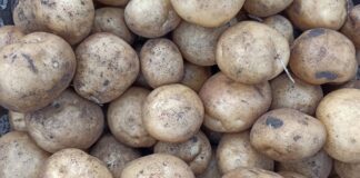 Городники розповіли, як правильно підготувати картоплю до посадки	