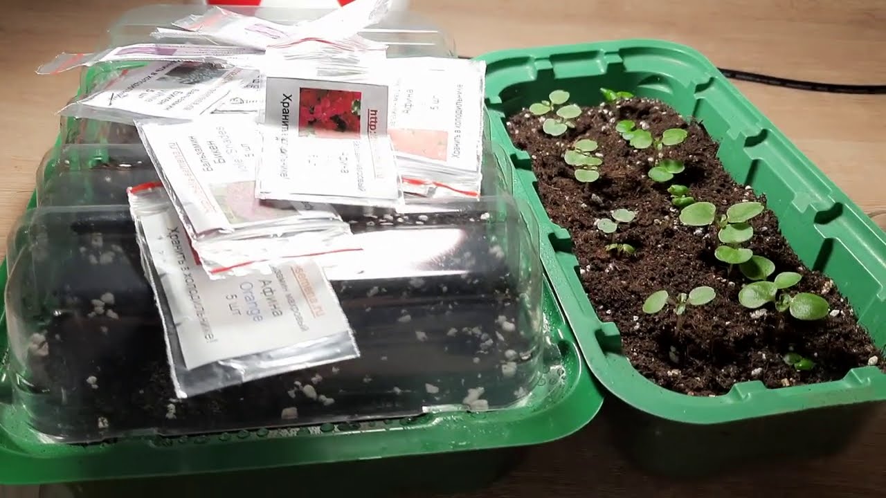 Досвідчені садівники розповіли, що можна посіяти в грудні у горщик