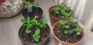 Досвідчені садівники розповіли, що можна посіяти в грудні у горщик