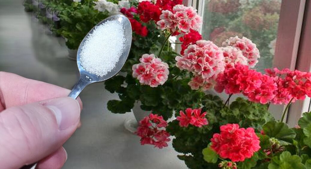 Несу 1 ложку з кухні до герані – і моя красуня зацвітає в січні, як улітку: секрет цвітіння за “3 копійки” 