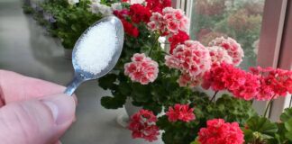 Квітникарі розповіли, чим підживити герань узимку, щоб вона зацвіла