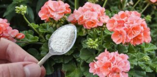 Квітникарі розповіли, чим можна ефективно підгодувати герань узимку