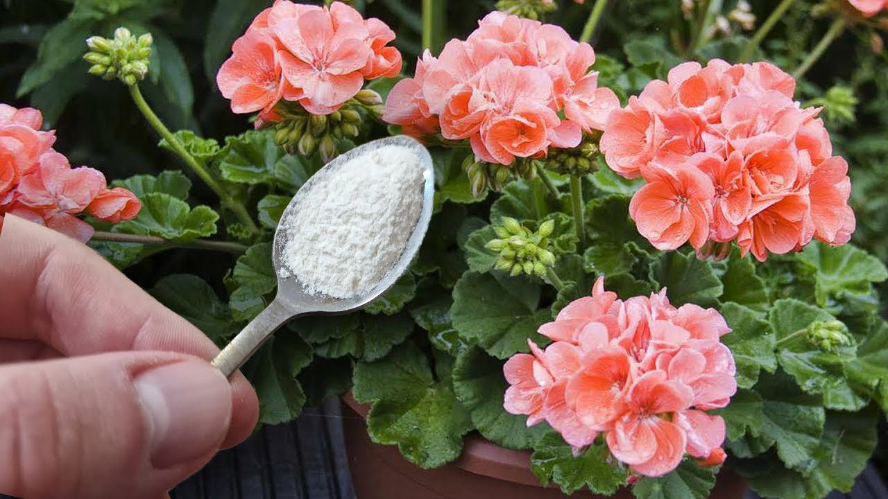 Квітникарі розповіли, чим можна ефективно підгодувати герань узимку