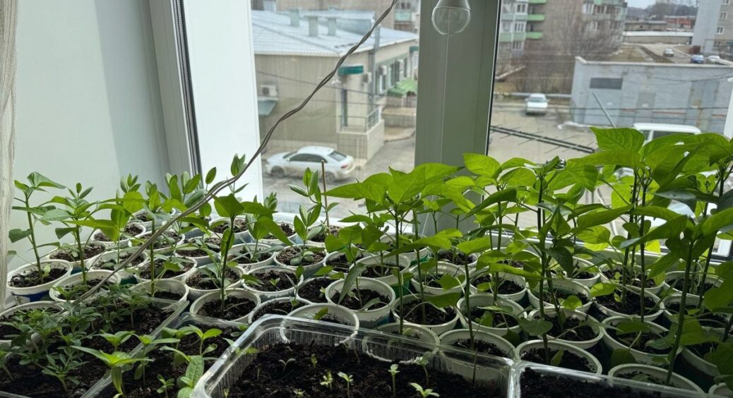 Ледь не проґавила, добре, що бабця нагадала: в які дні лютого сіяти перець на розсаду – є всього 9 днів 