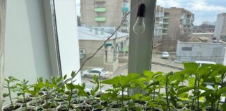 Городники розповіли, в які дні лютого можна сіяти перець на розсаду