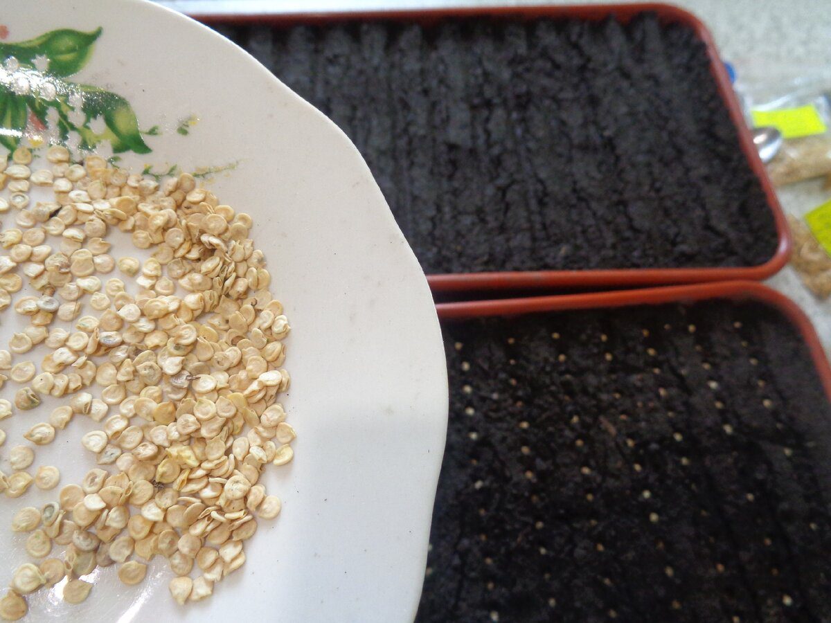 Експерти розповіли, в чому замочити насіння, аби розсада проросла у декілька разів швидше