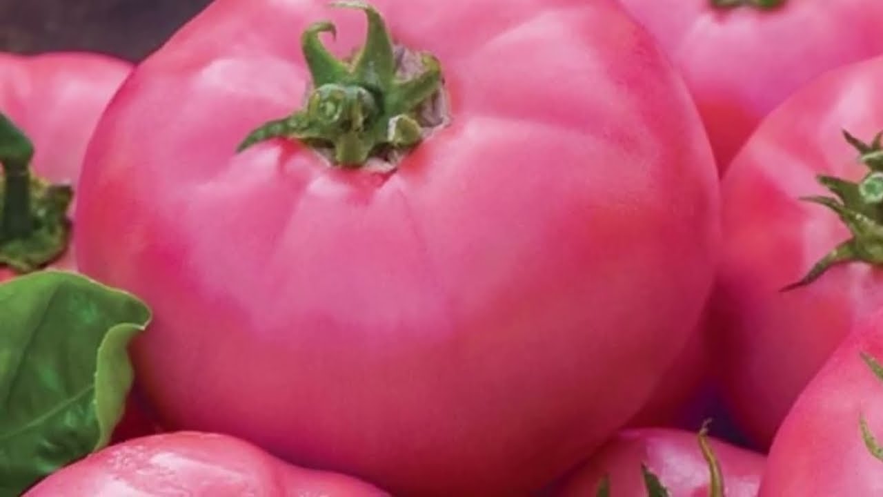 Досвідчені агрономи розповіли, як правильно обрати насіння томатів