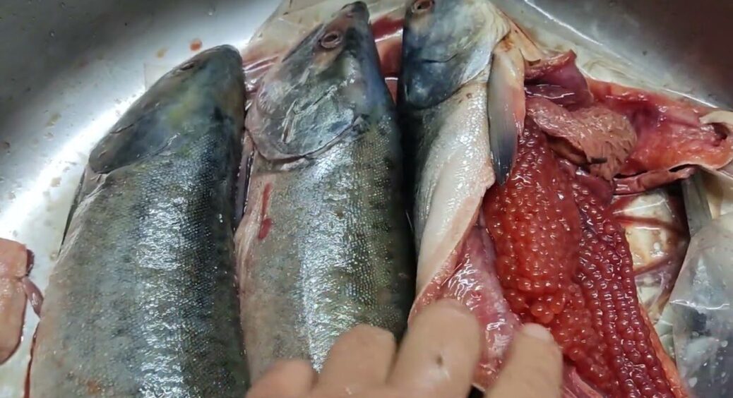 Продавчиня з ринку підказала, як вибрати горбушу з ікрою: 100% спосіб, який допоможе відрізнити самку 